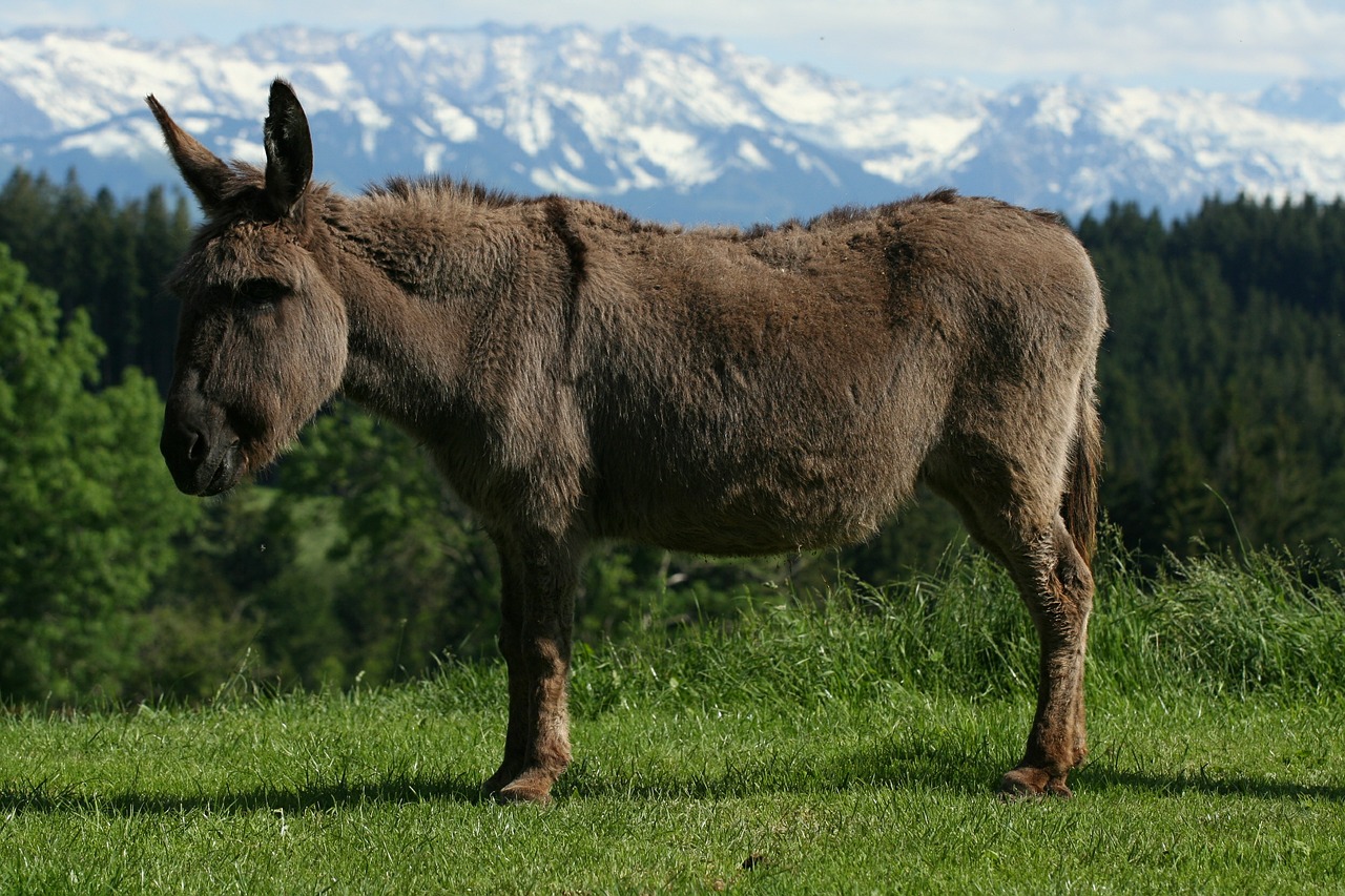 donkey animal alpine free photo