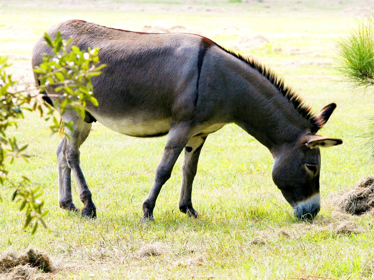 donkey ass grey dun free photo