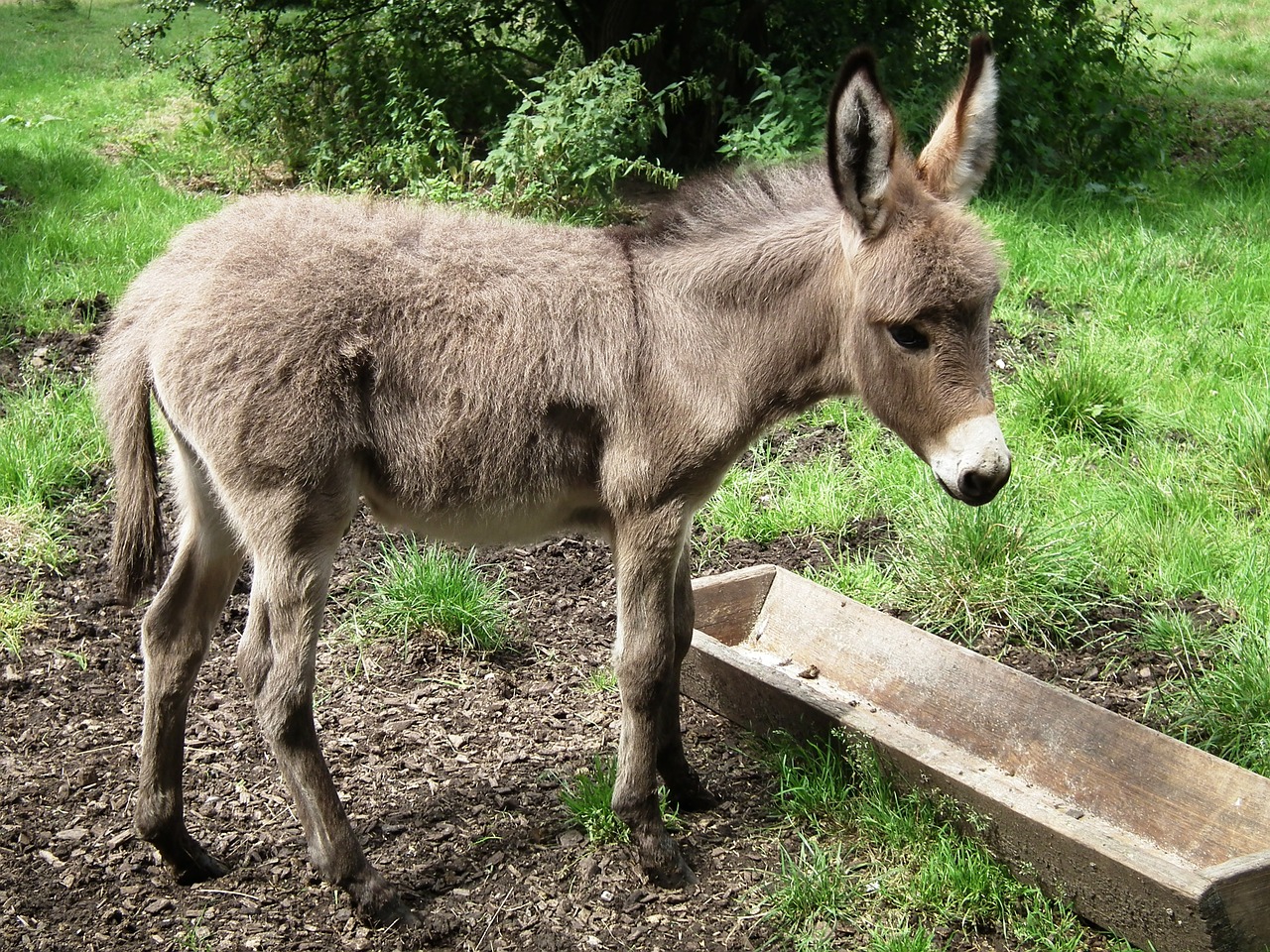 donkey young animal meadow free photo