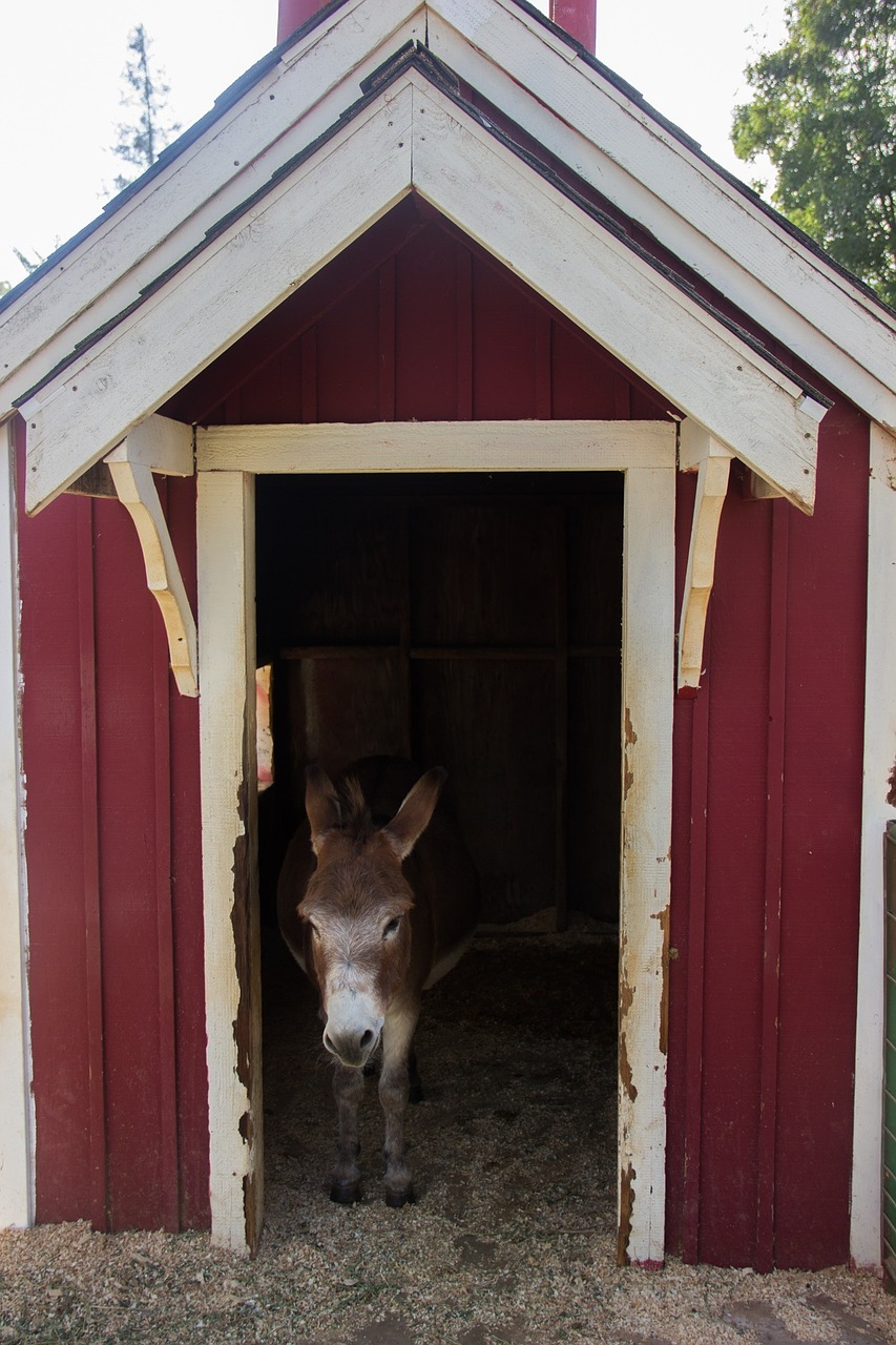 donkey farm animal free photo