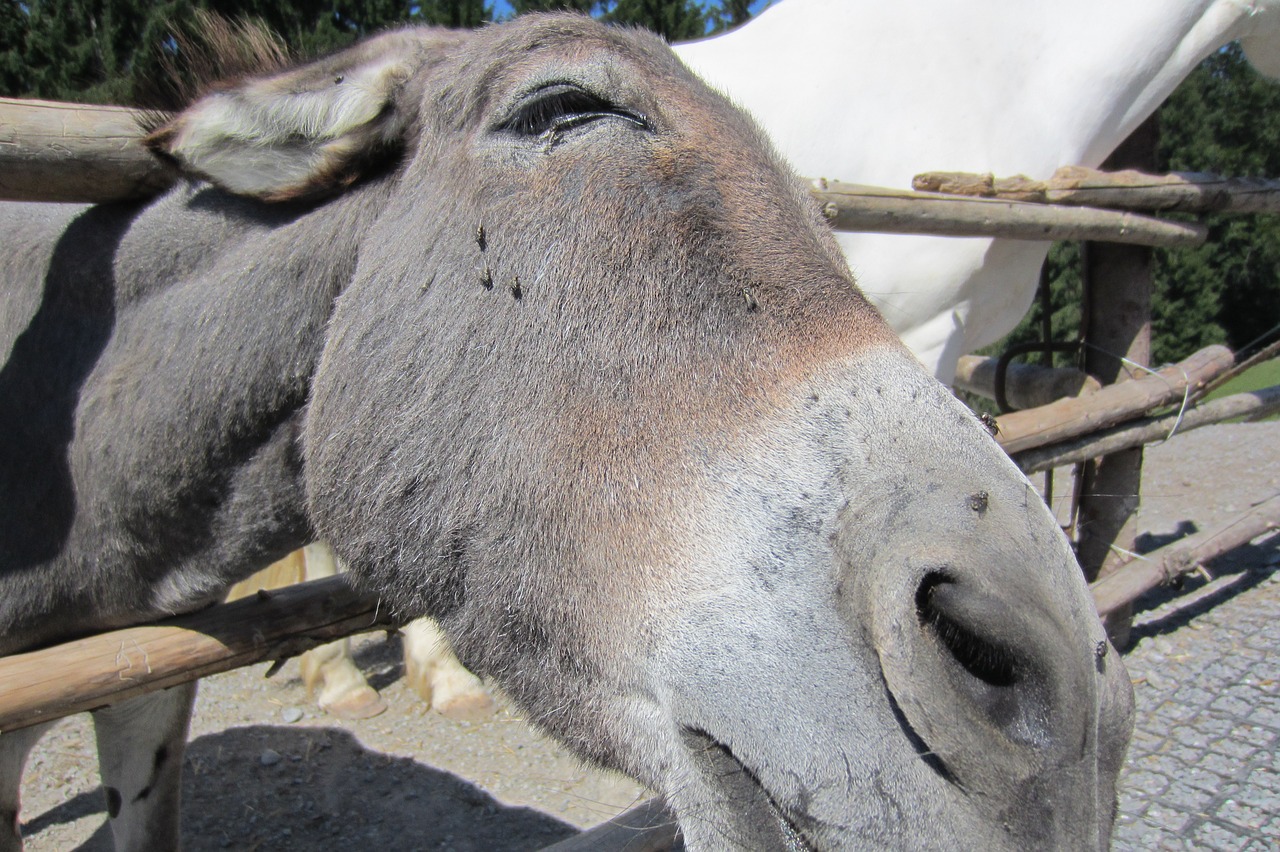 donkey zoo ungulate free photo