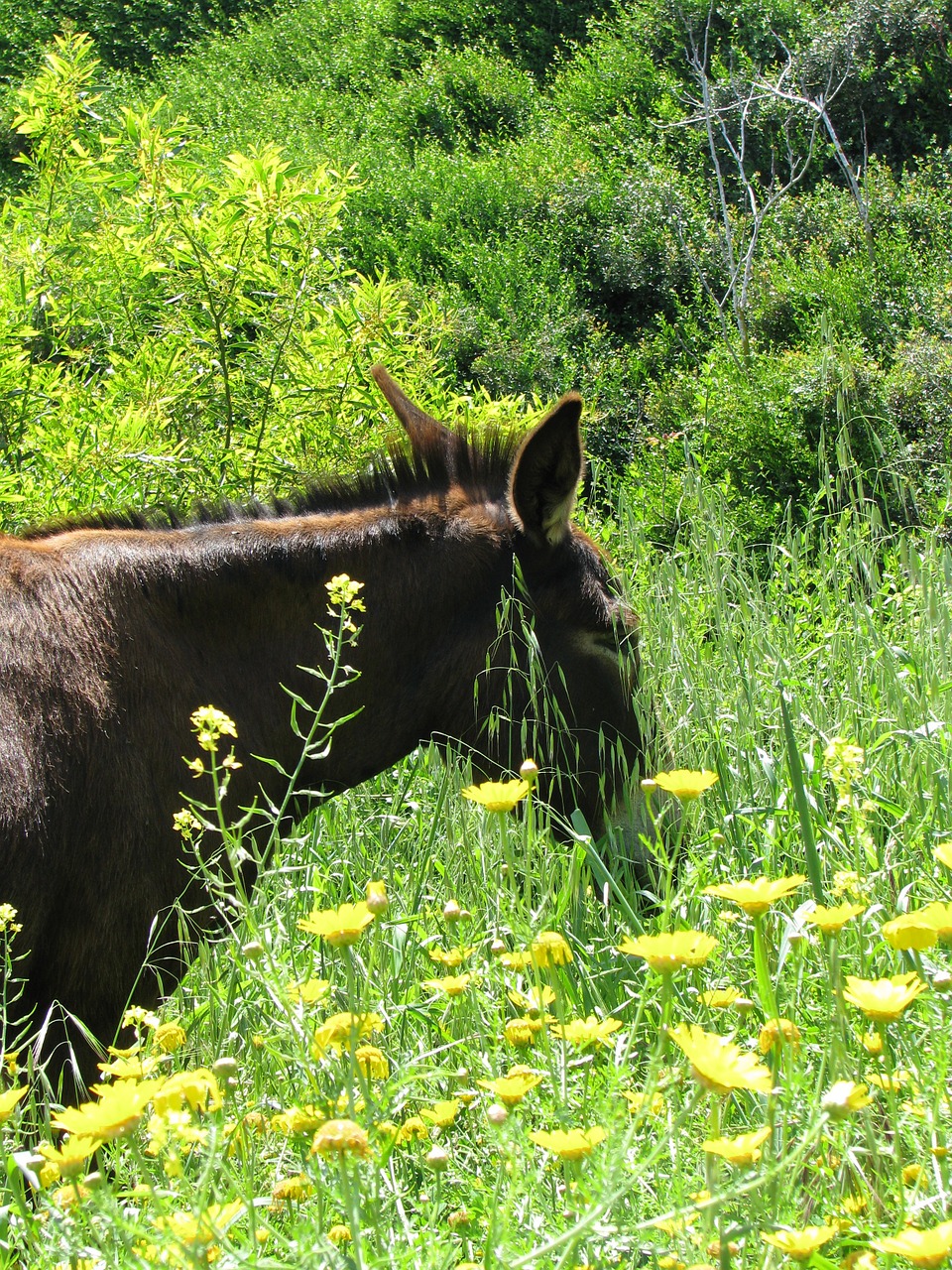 donkey cyprus animal free photo