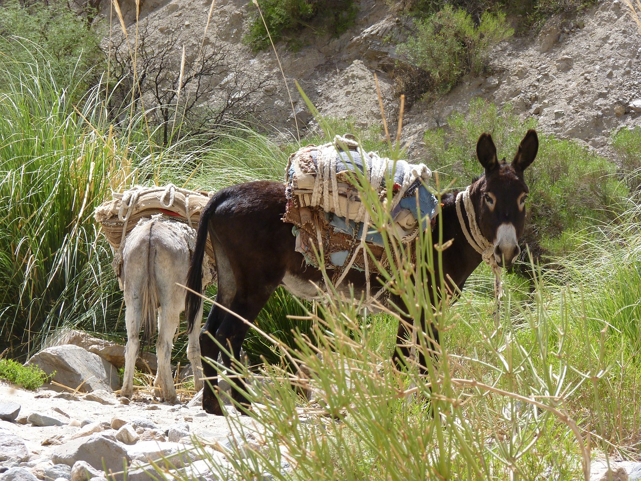 donkey argentina animal free photo