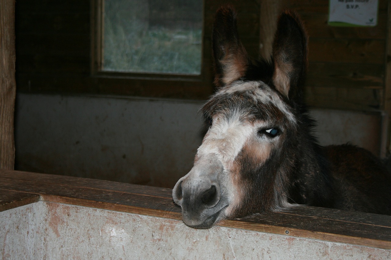 donkey beast of burden ears free photo