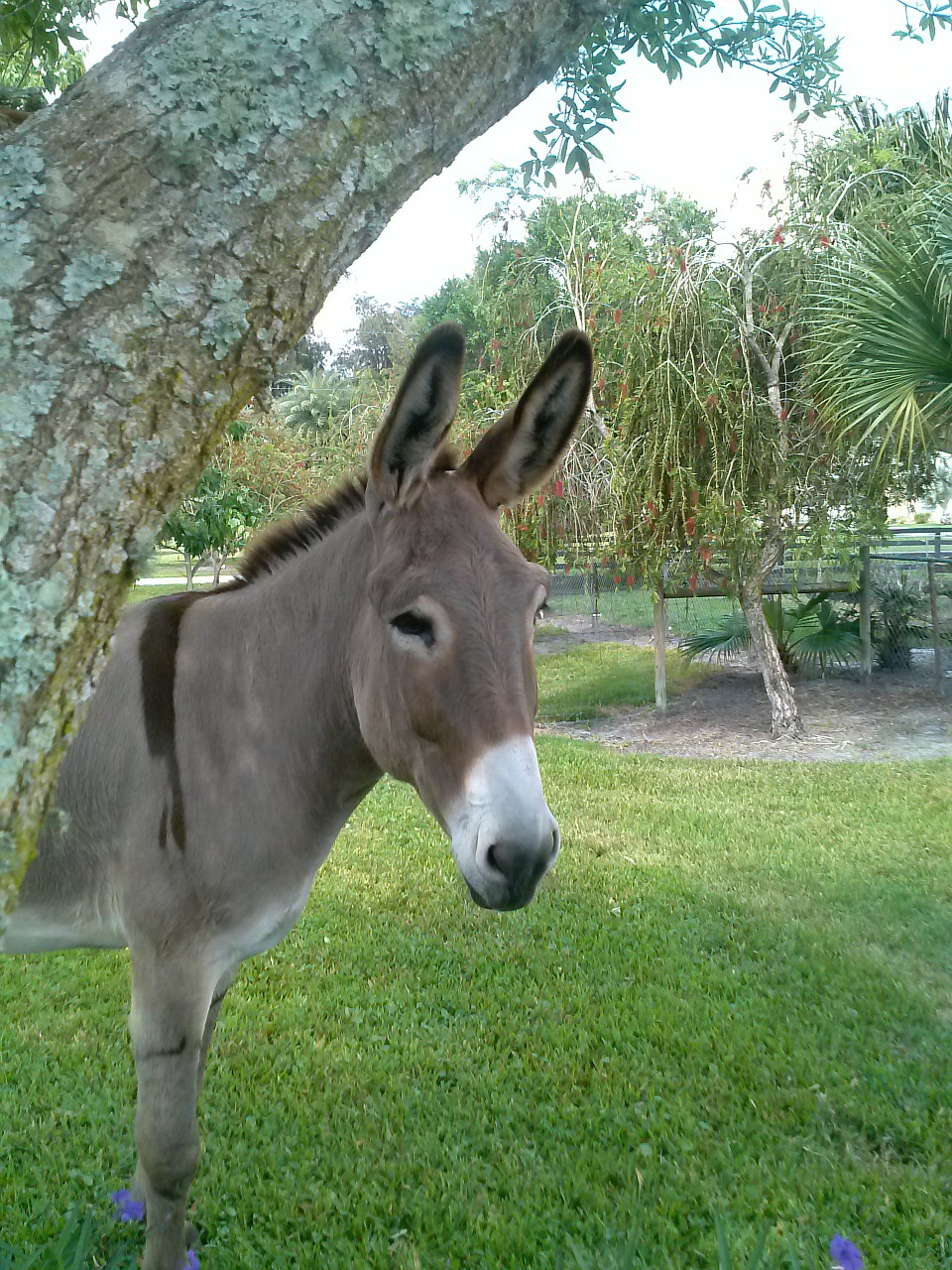 donkey big burro free photo