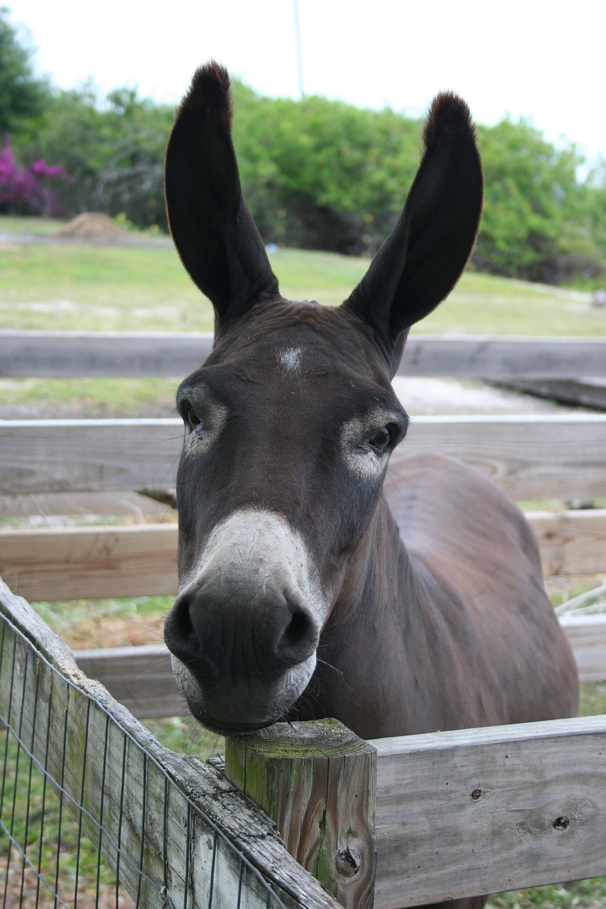 donkey burro head free photo
