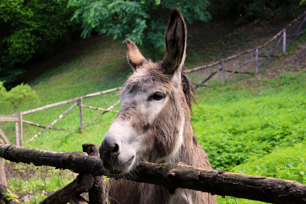 donkey equine mule free photo