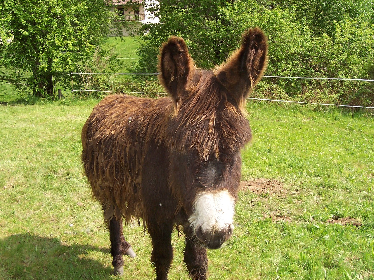 donkey ears animal free photo
