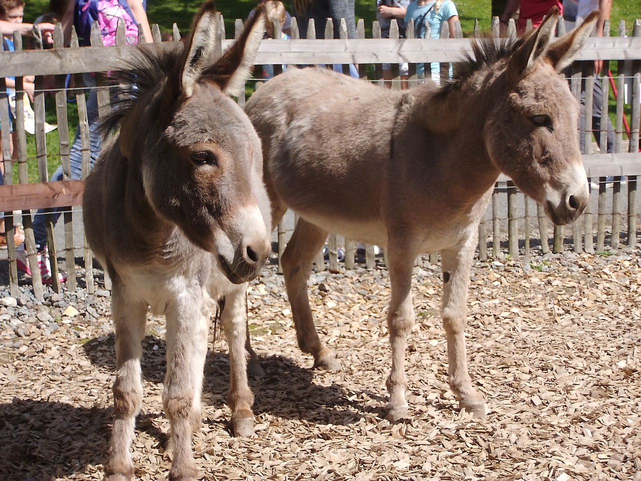 donkey animal zoo free photo