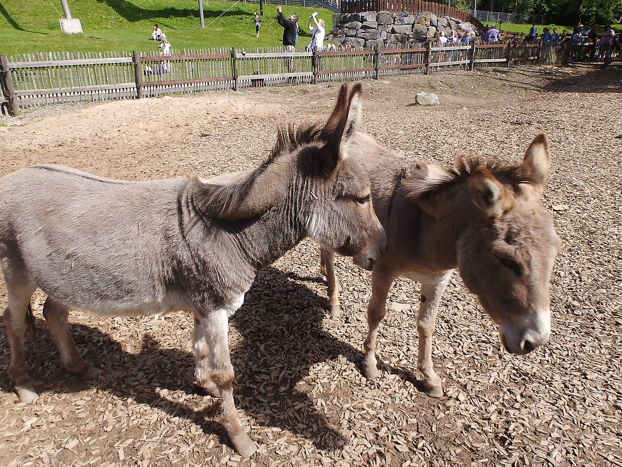 donkey animal zoo free photo