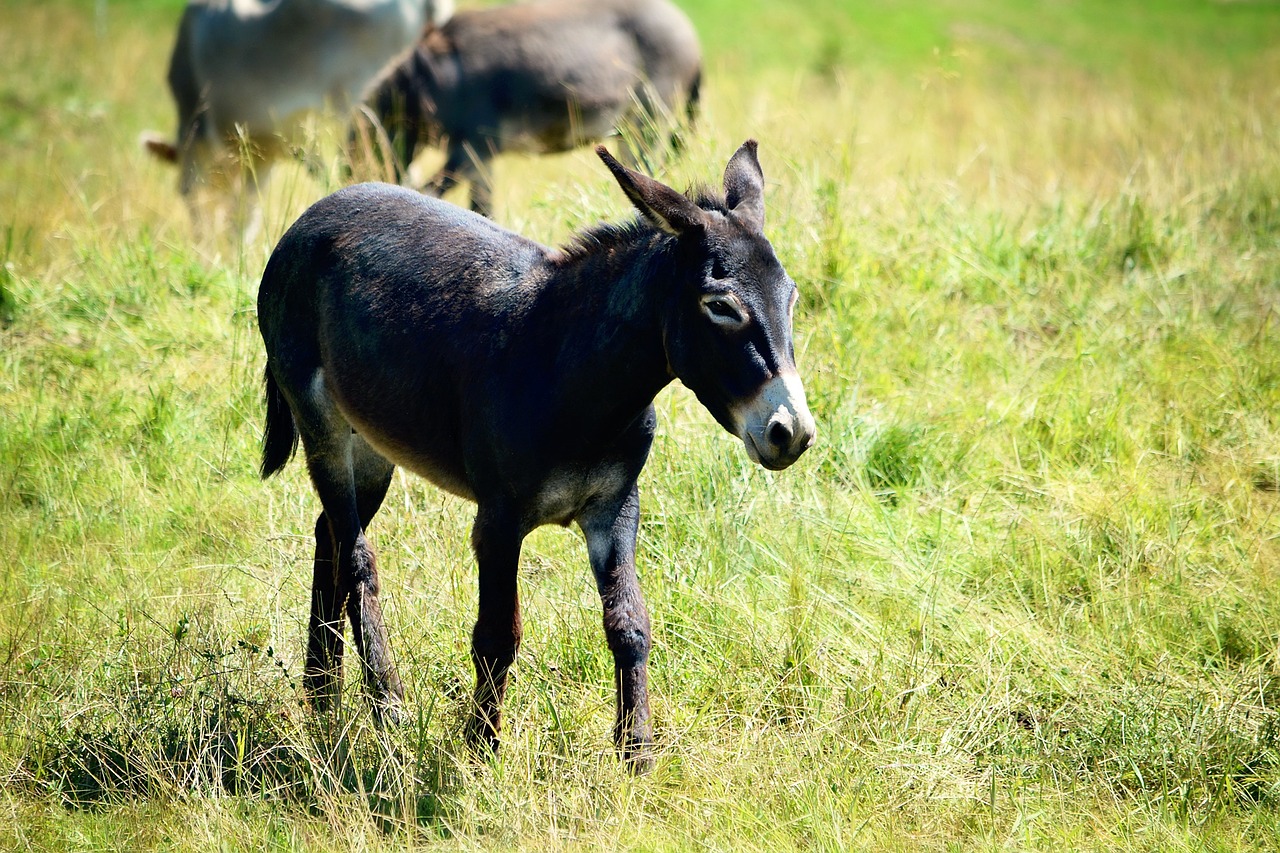 donkey meadow alm free photo