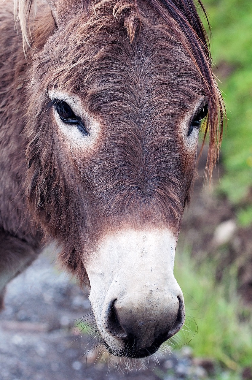 donkey donkey head creature free photo