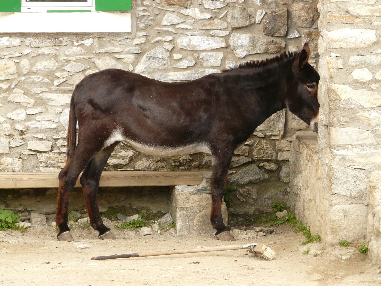donkey animal hut free photo
