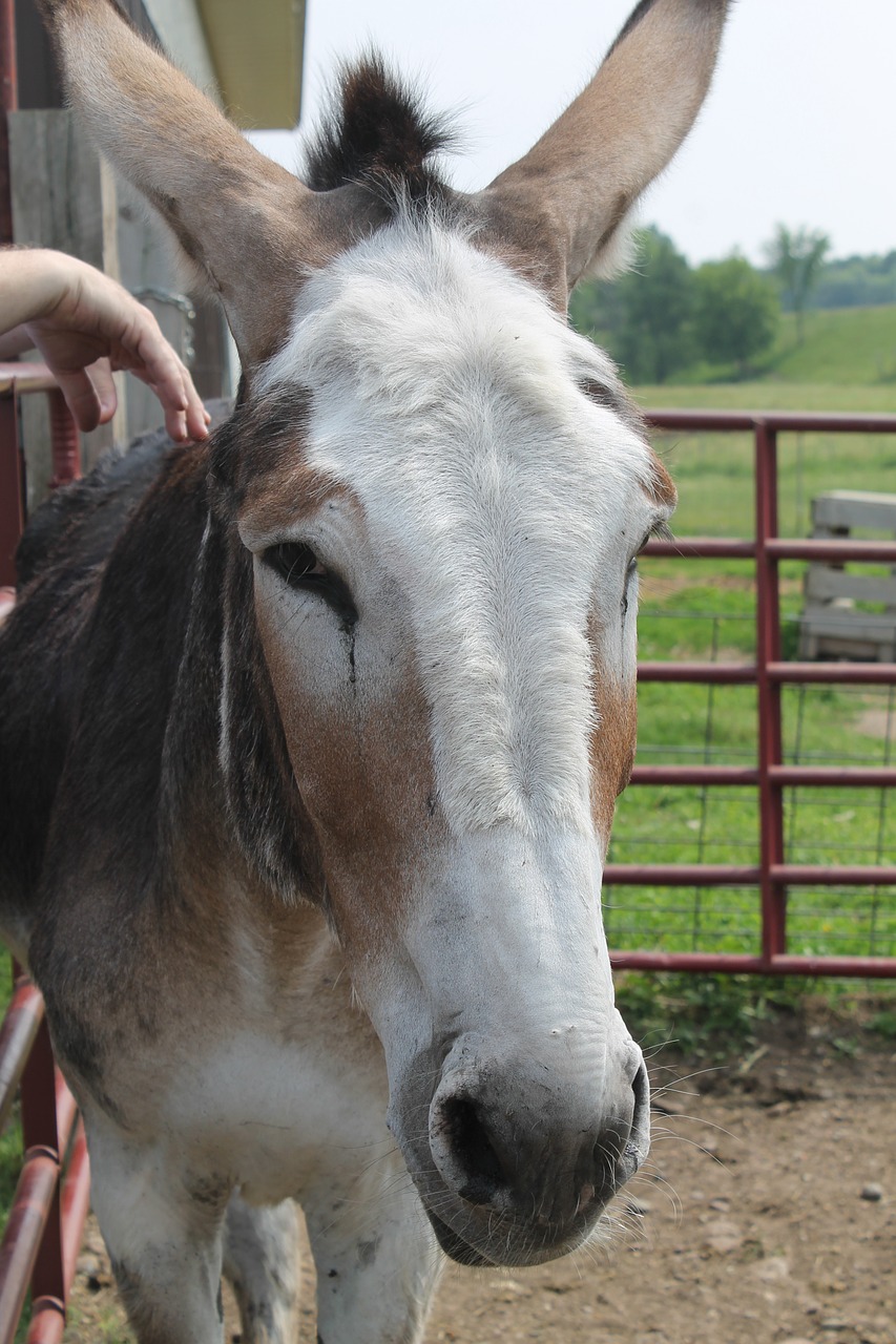 donkey farm farm animals free photo