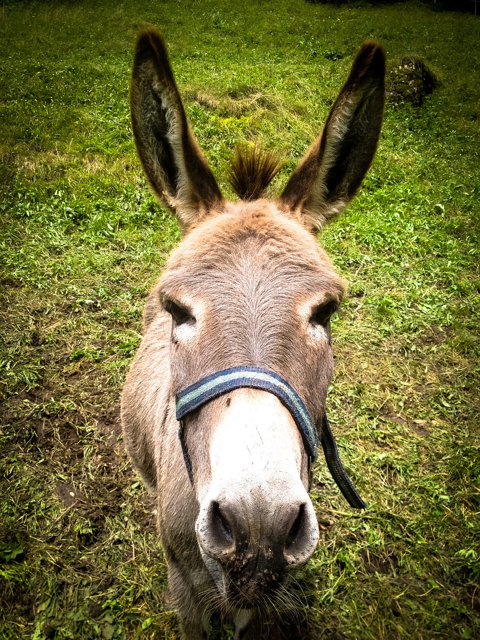 donkey meadow ears free photo
