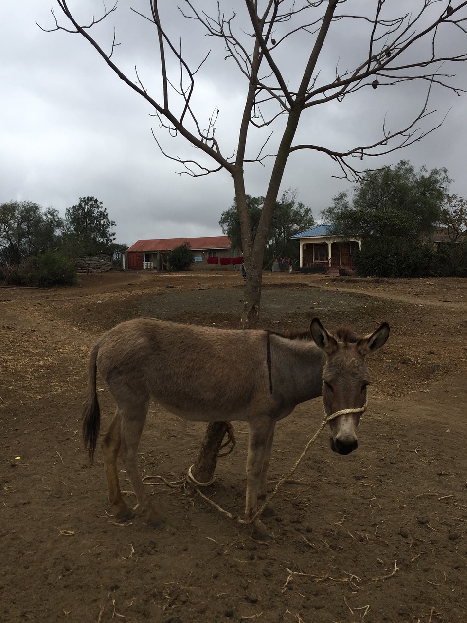 donkey wood country free photo