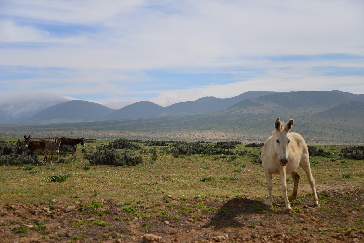 donkey white donkey desert free photo