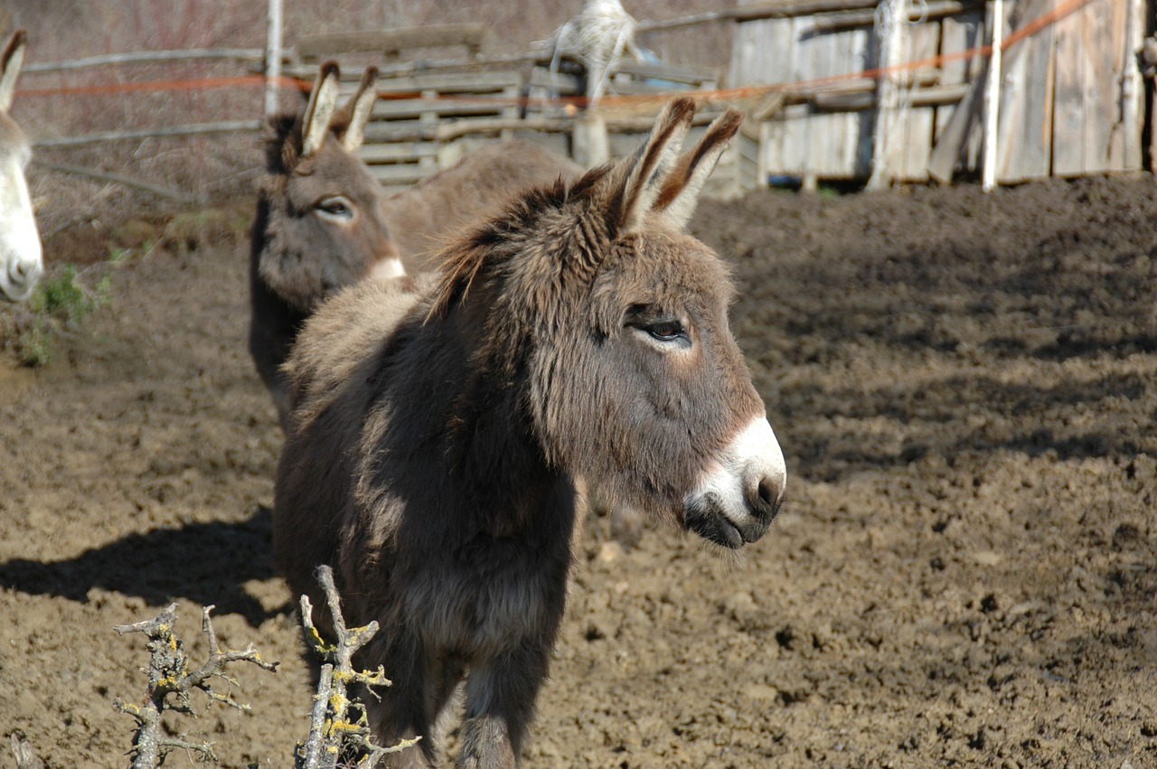 donkey farm abruzzo free photo