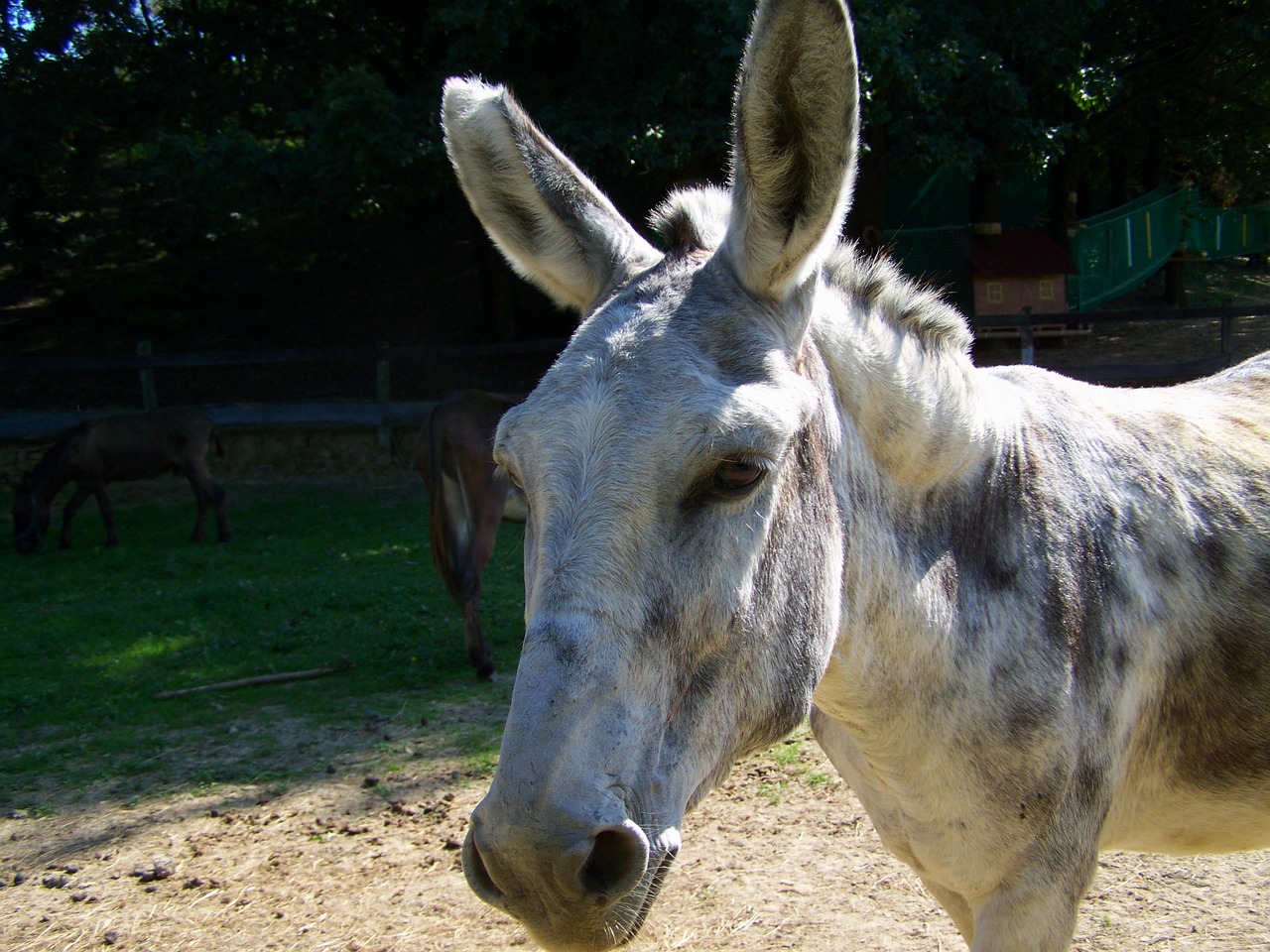 donkey grayish-white hoofed animals free photo