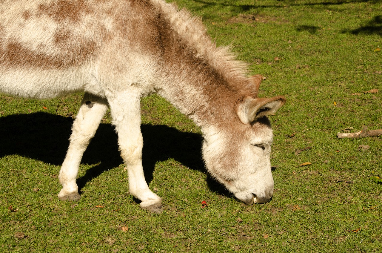 donkey zoo animal free photo