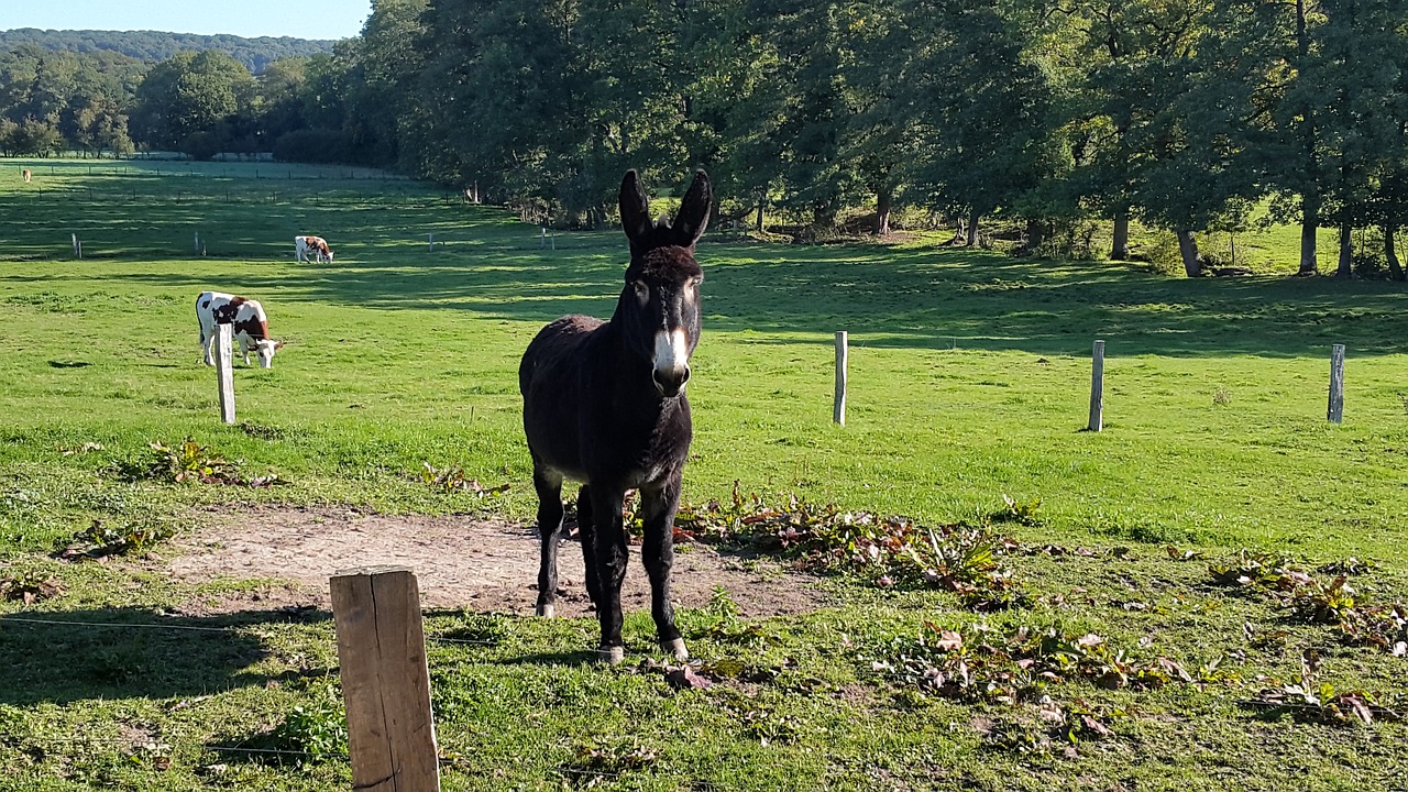 donkey meadow farm free photo