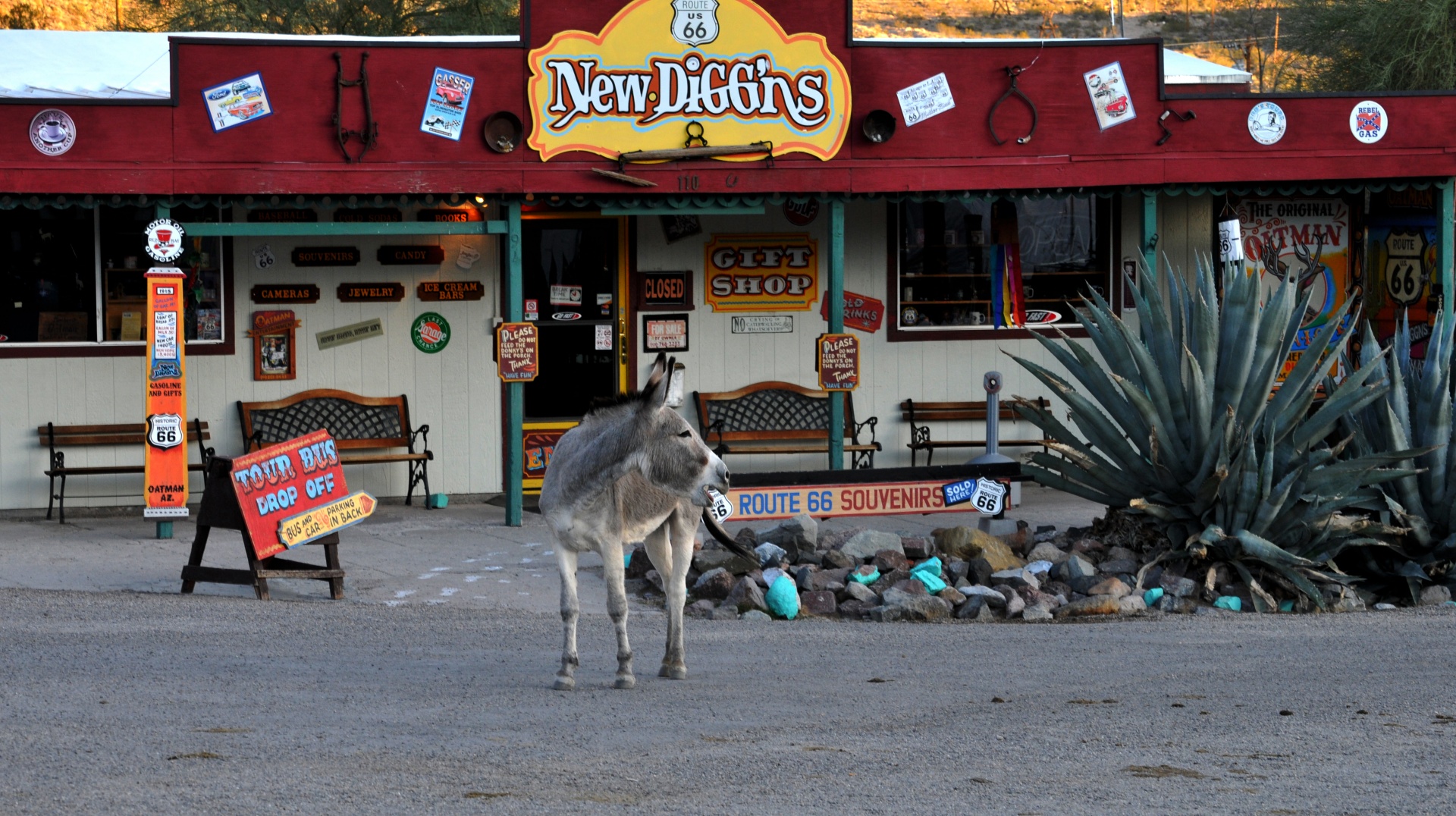 route 66 donkey burro free photo