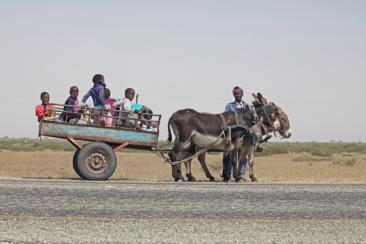 donkey cart  cart  donkey free photo