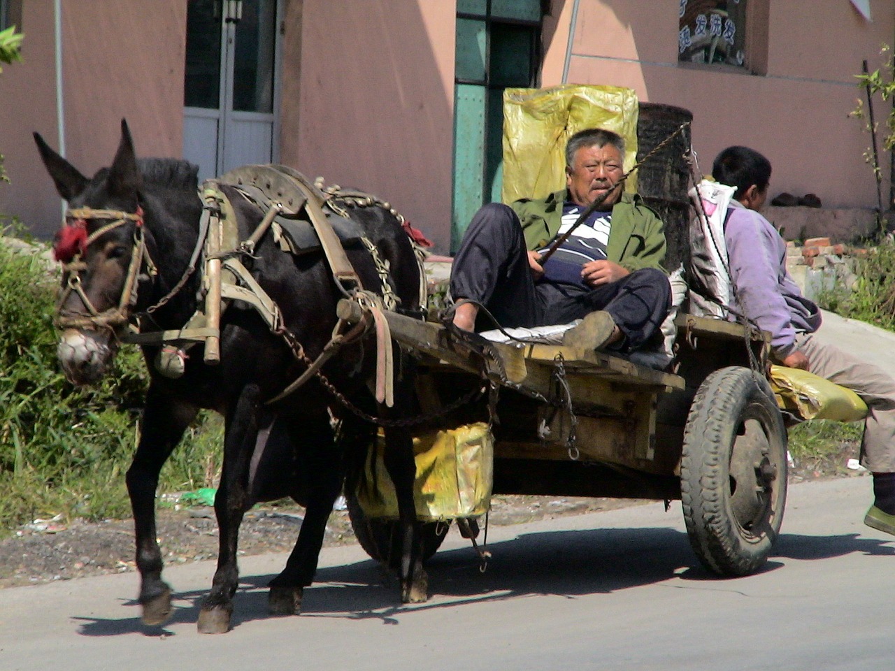 donkey carts companions drive free photo
