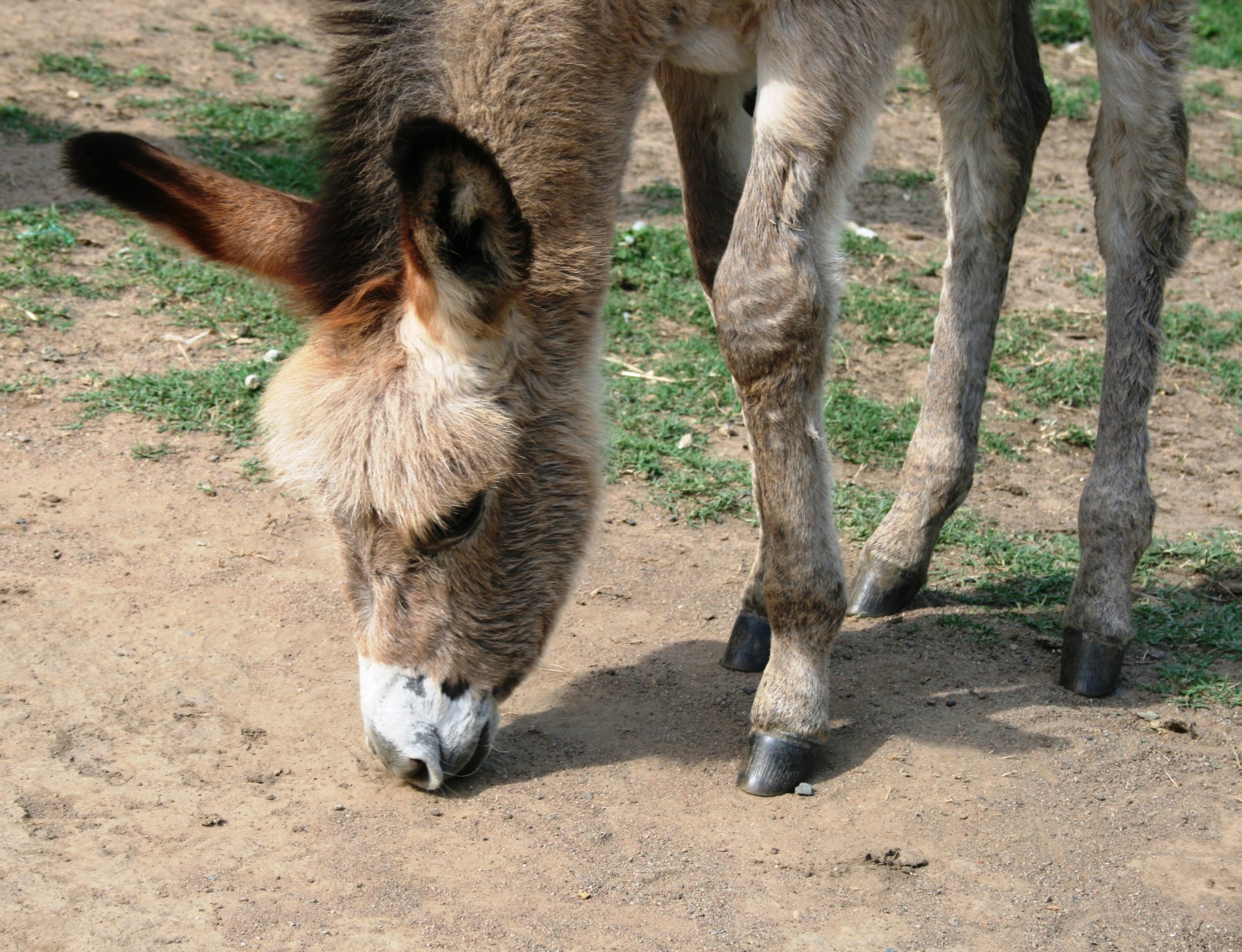 animal farm donkey free photo
