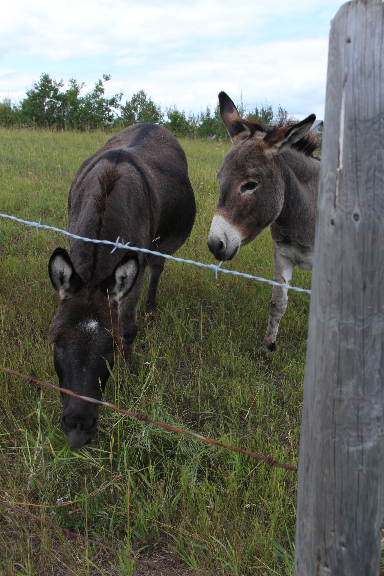 Donkey,farm,animal,donkey farm animal,free pictures - free image from ...