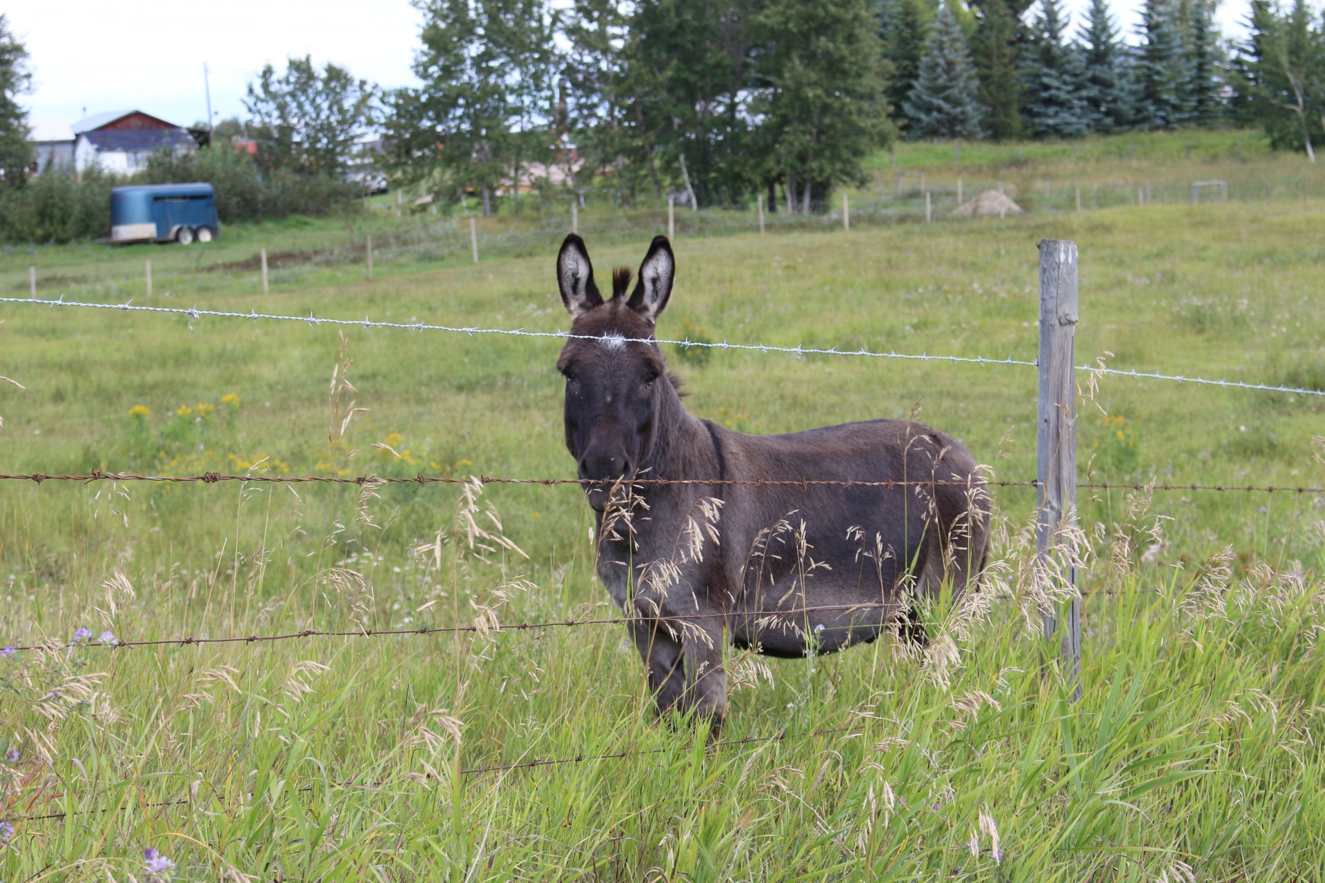 donkey farm animal free photo