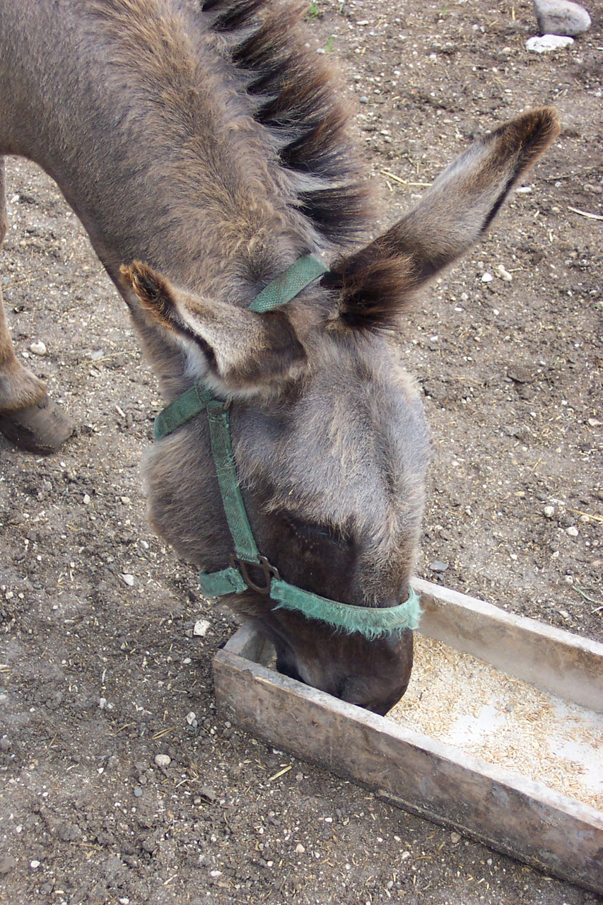 donkey farm country free photo