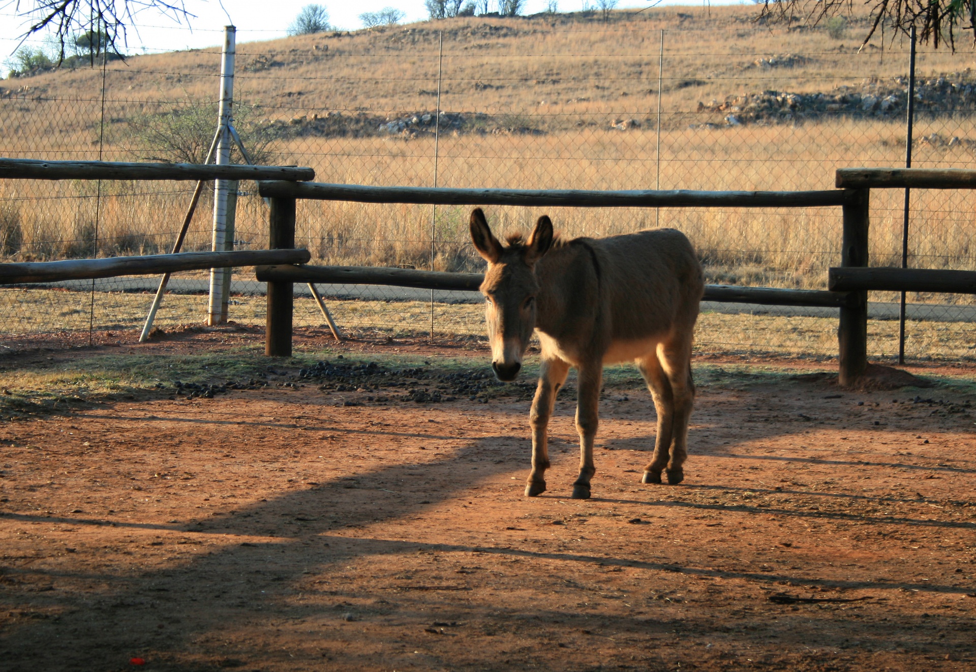 pen enclosure animal free photo