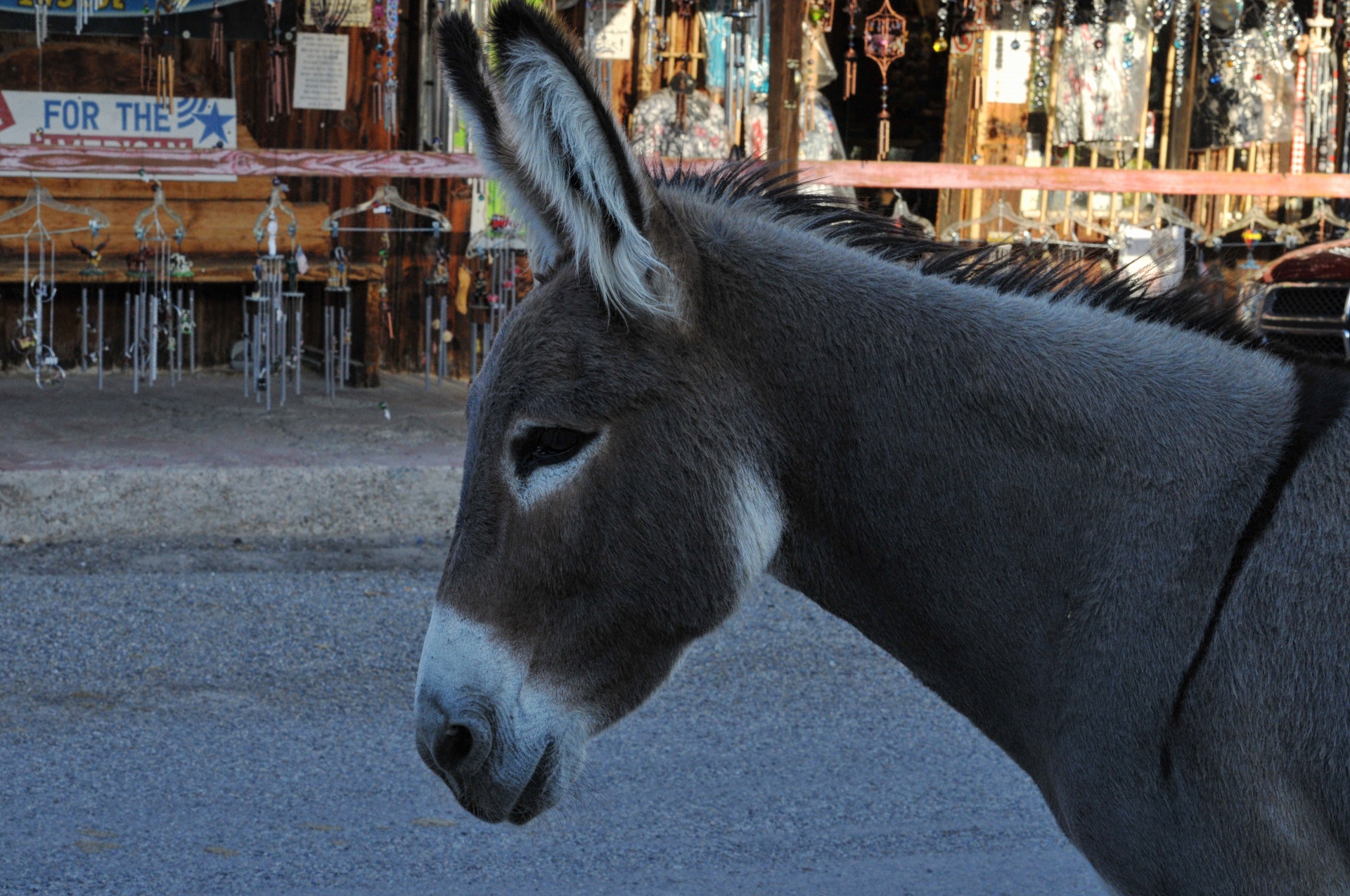 donkey animal wild animal free photo