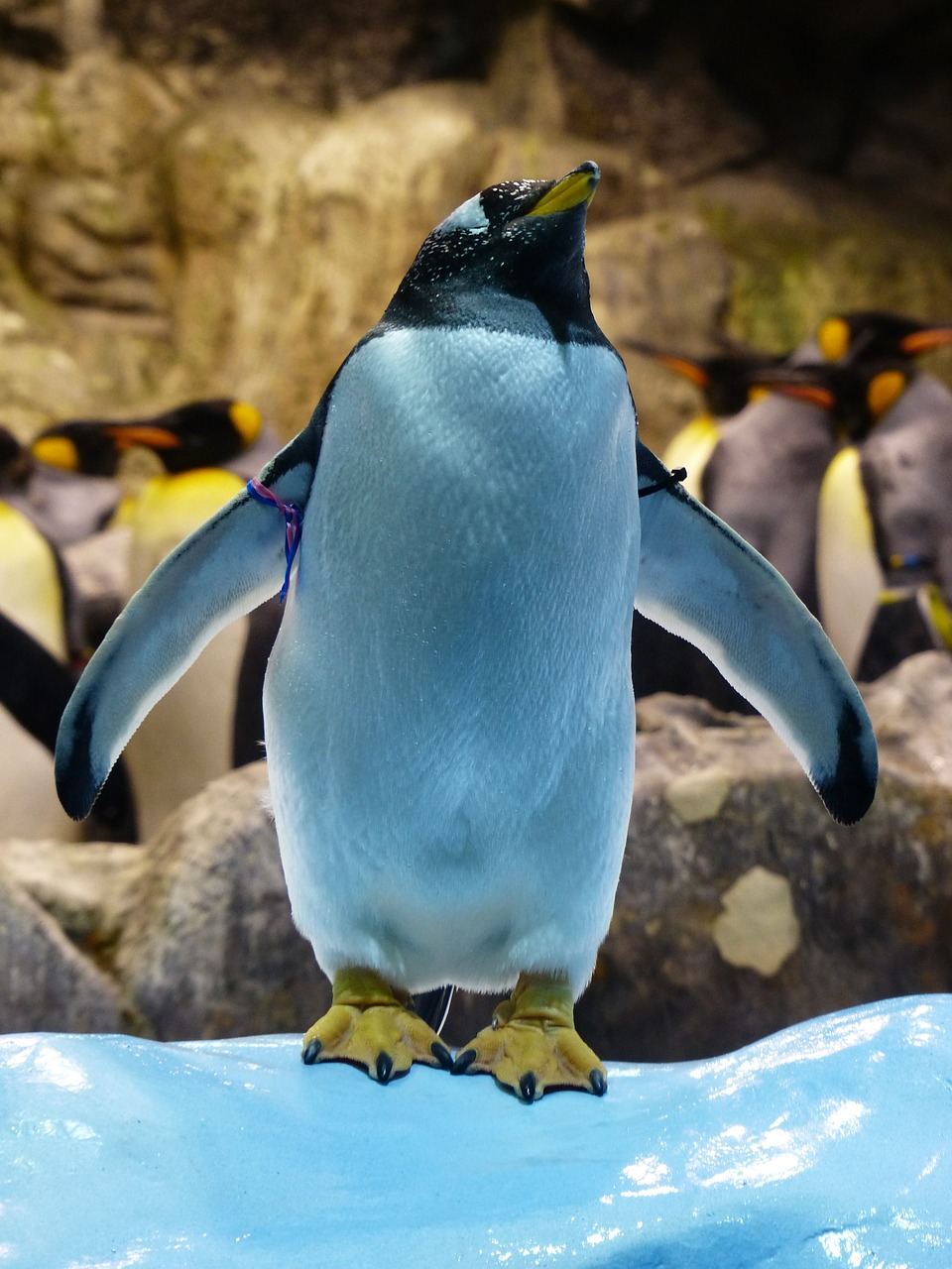 donkey penguin penguin attention free photo