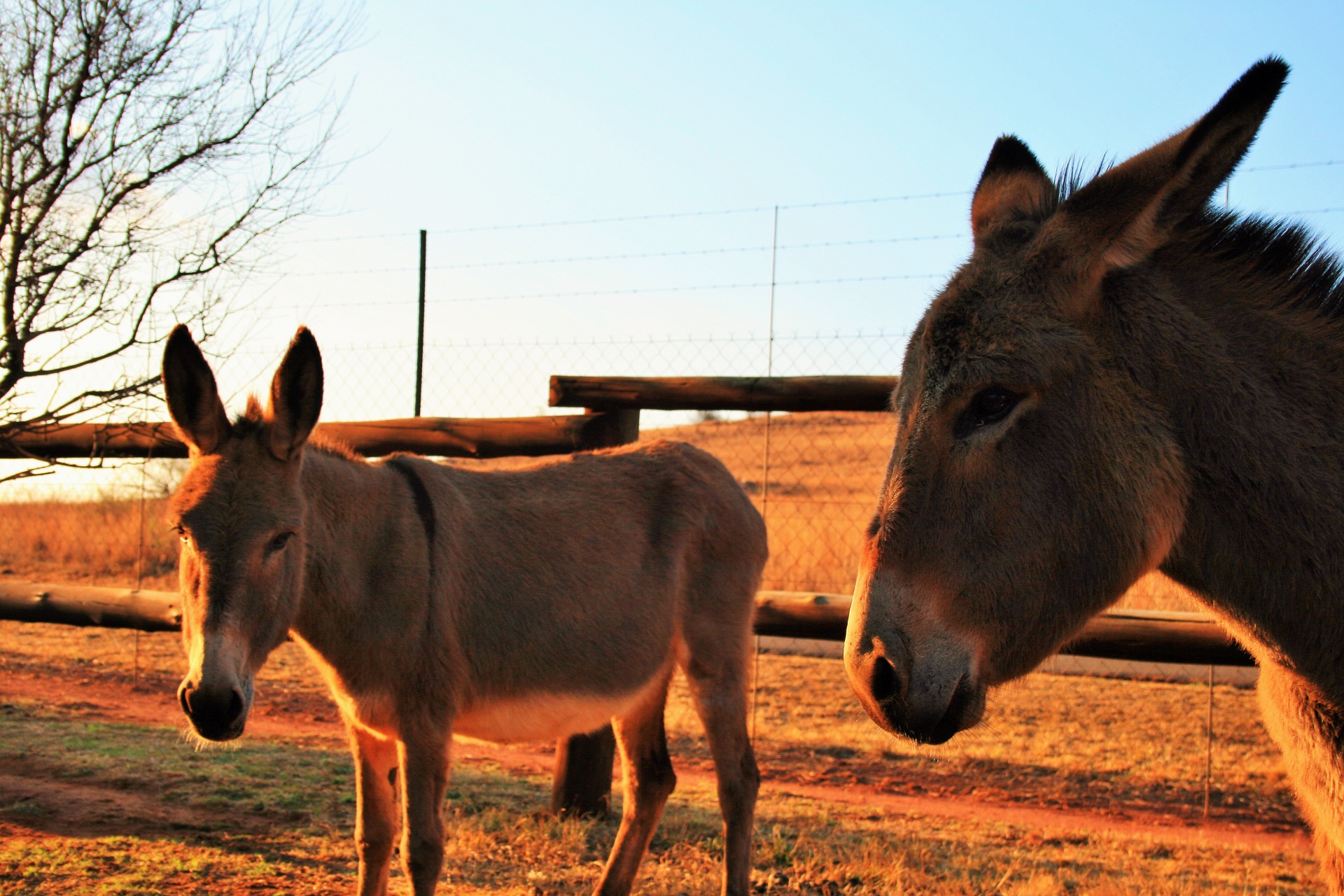donkey brown ears free photo