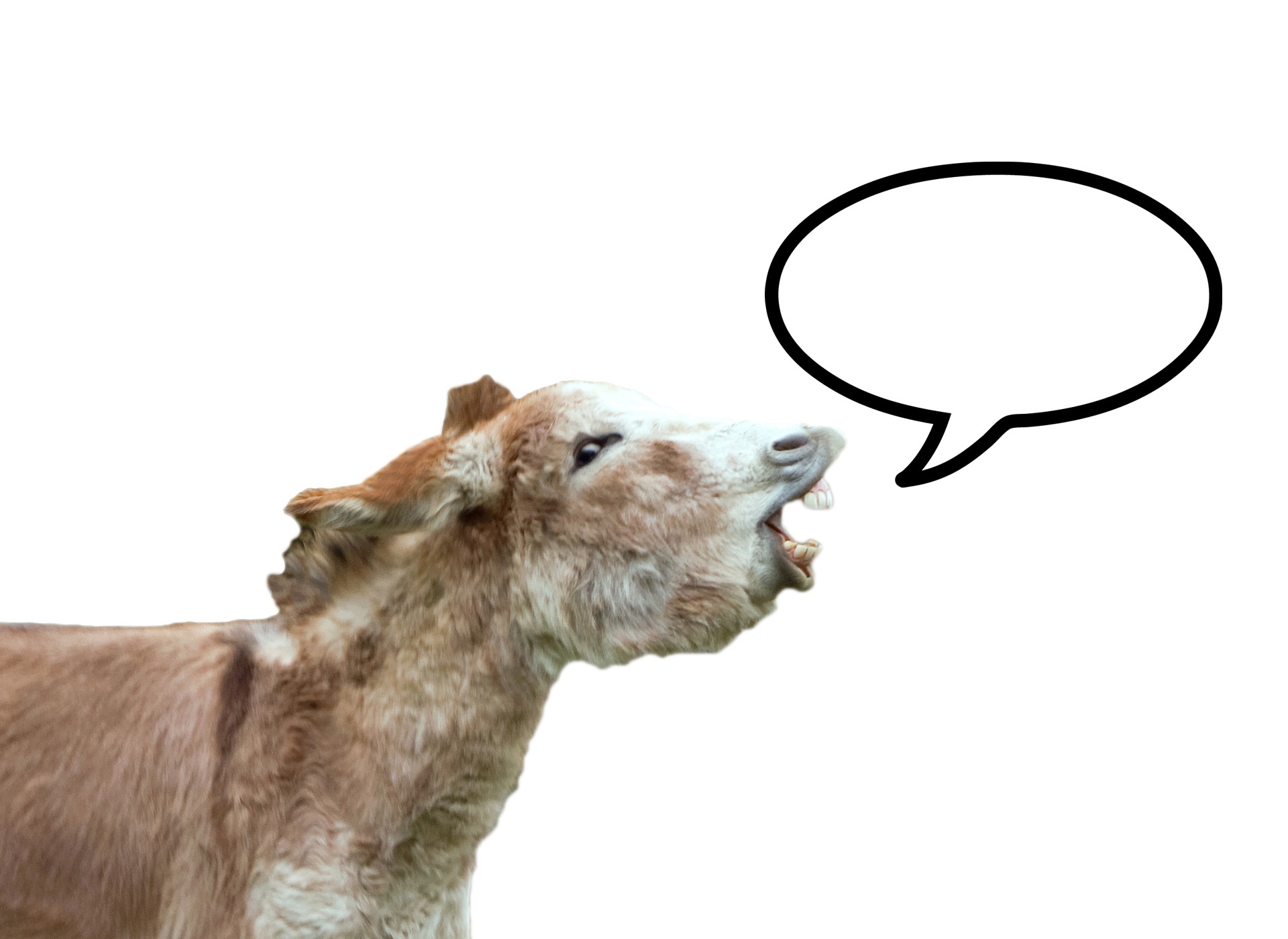 donkey funny speech bubble free photo