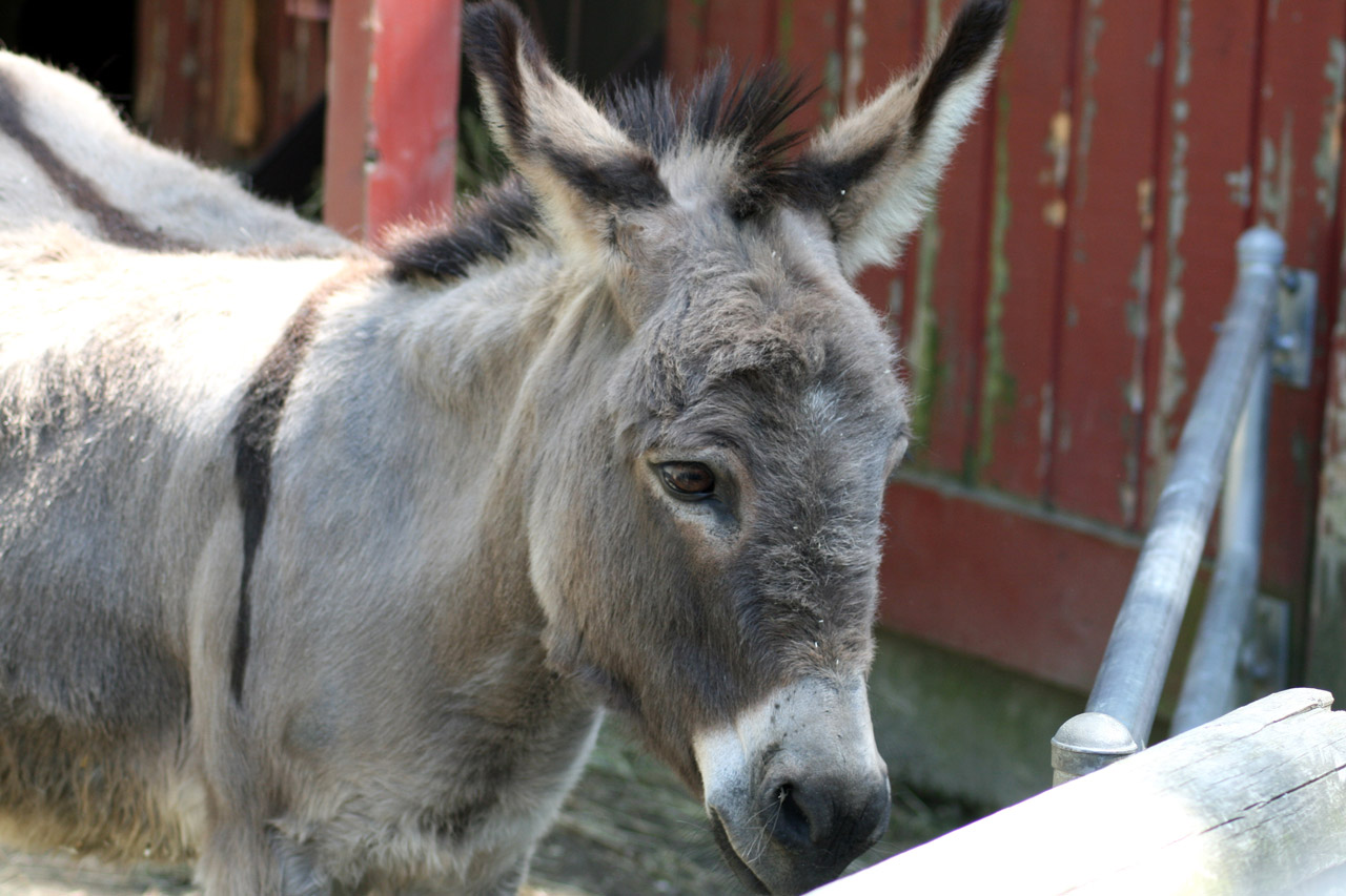 donkey burro mule free photo