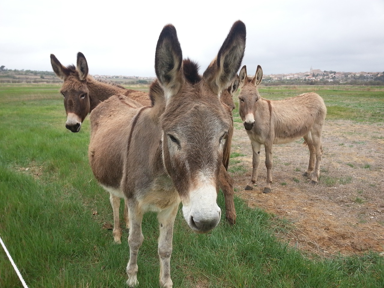 donkeys pre field free photo