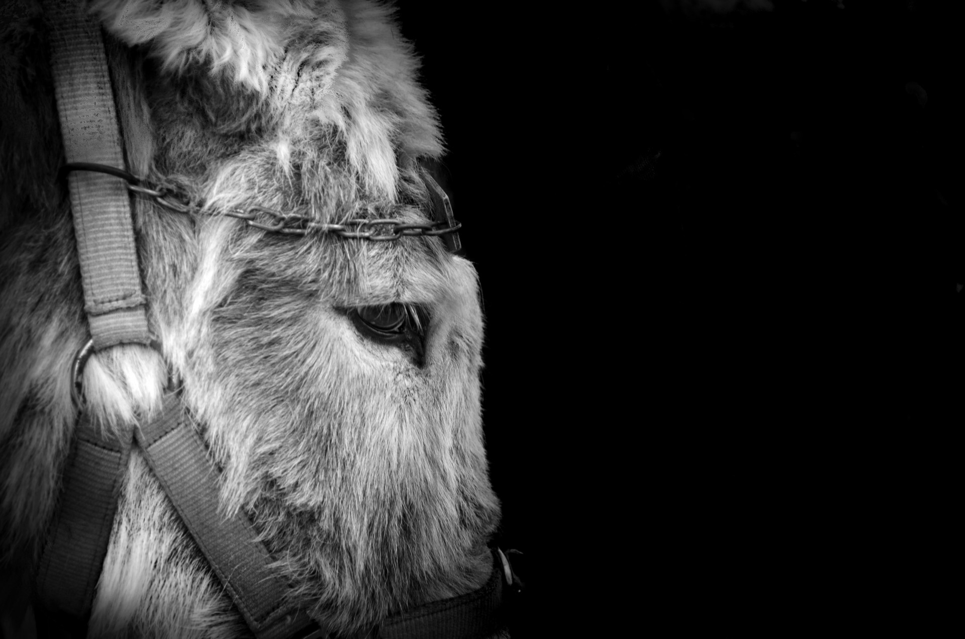 animal donkey horse free photo