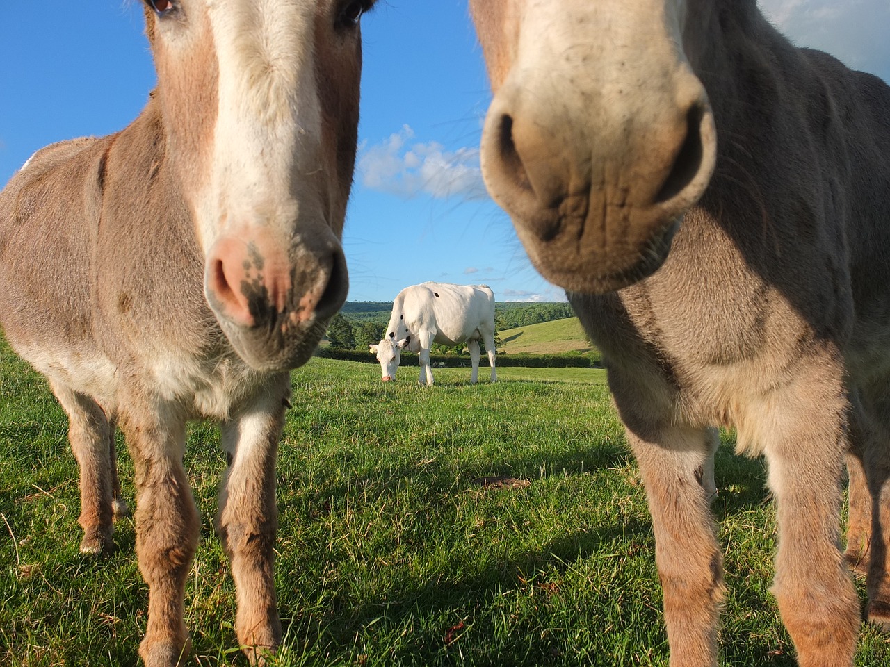 donkeys cow farm free photo