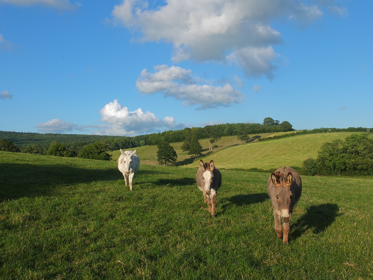 donkeys nature farm free photo