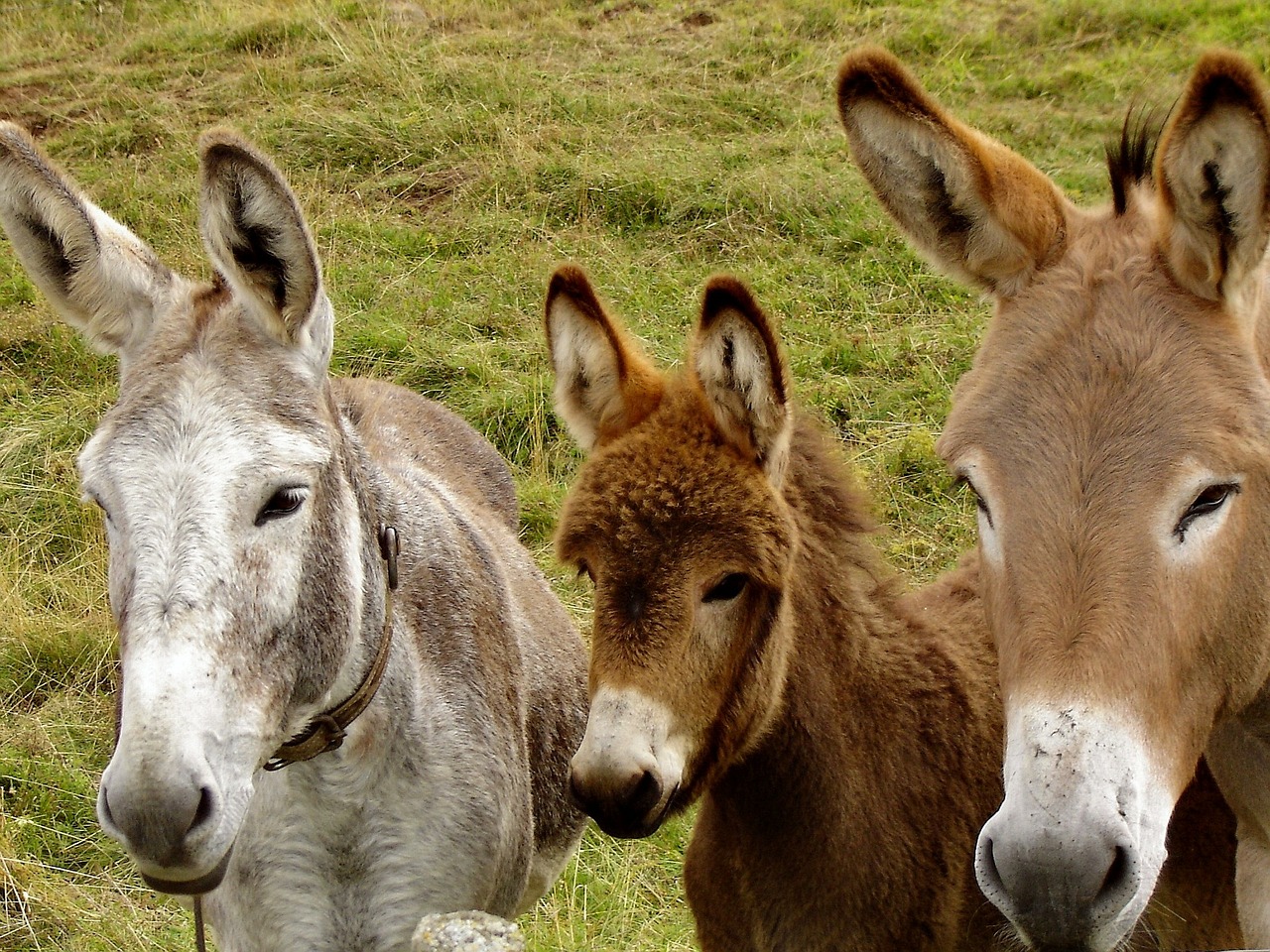 donkeys animals family free photo