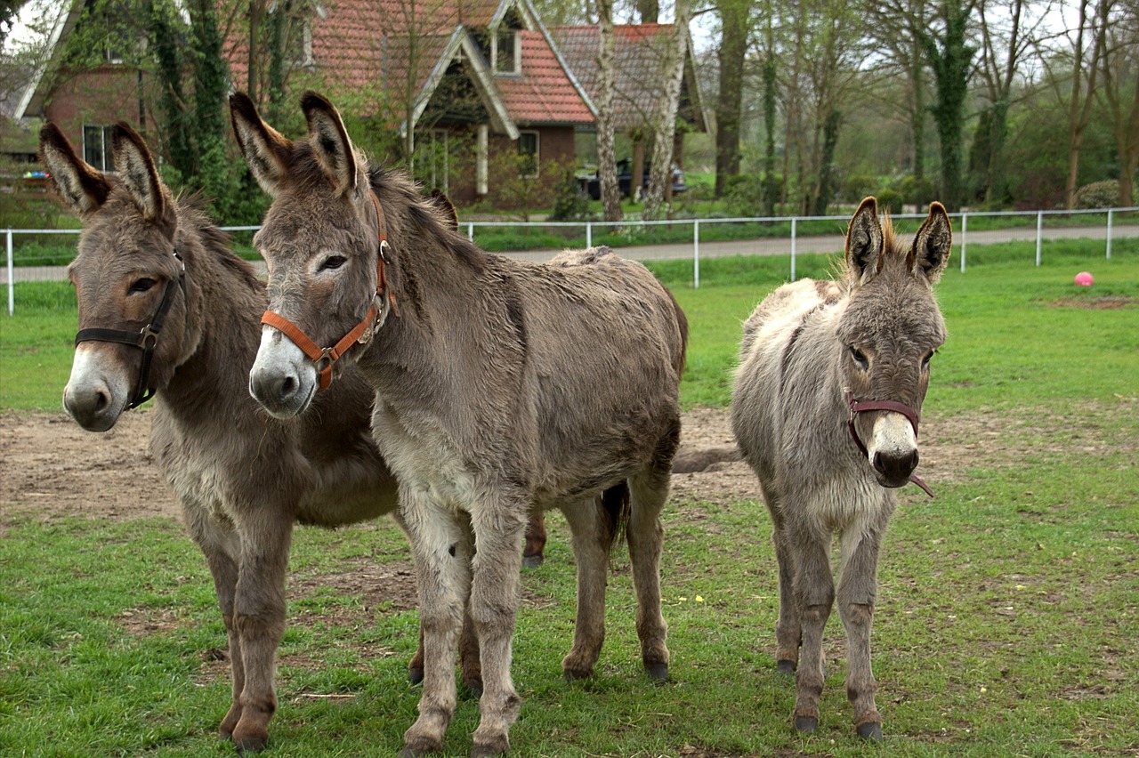 donkeys ass animal free photo