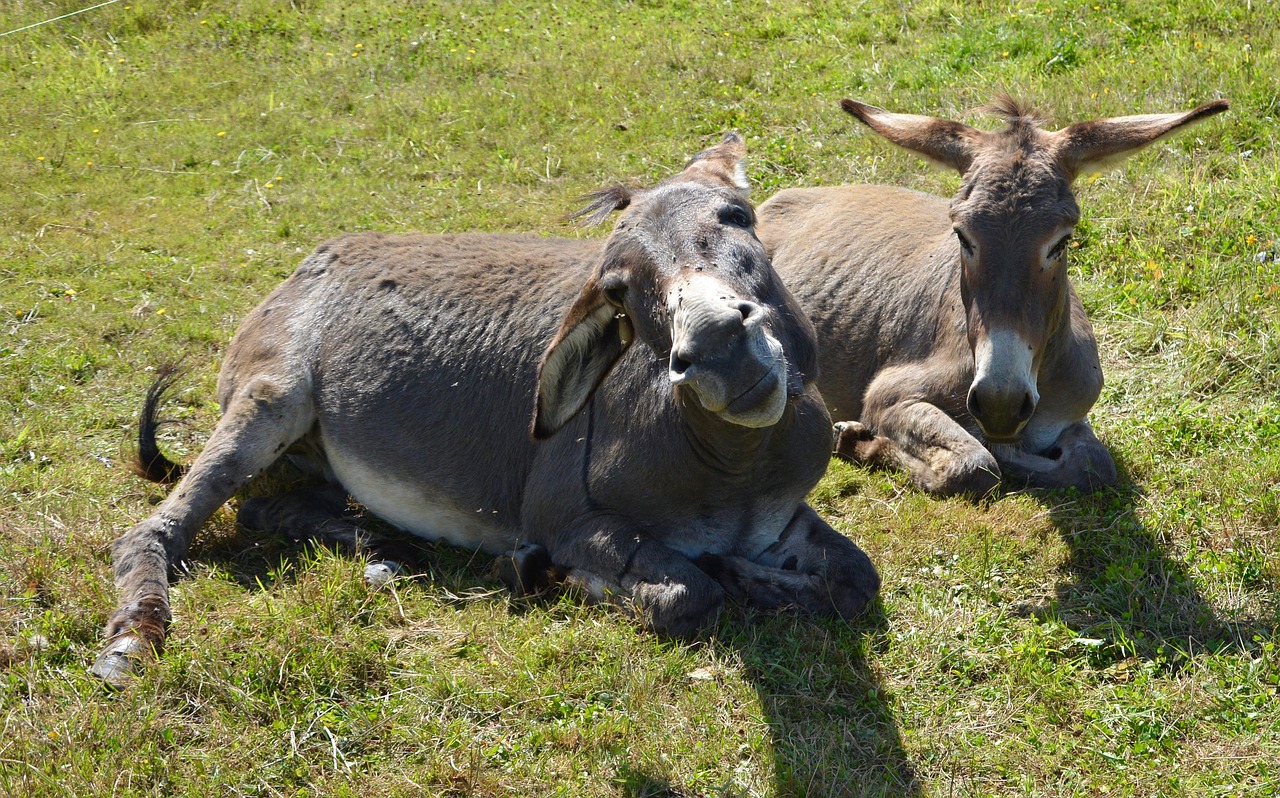 donkeys donkeys sleep prairie free photo
