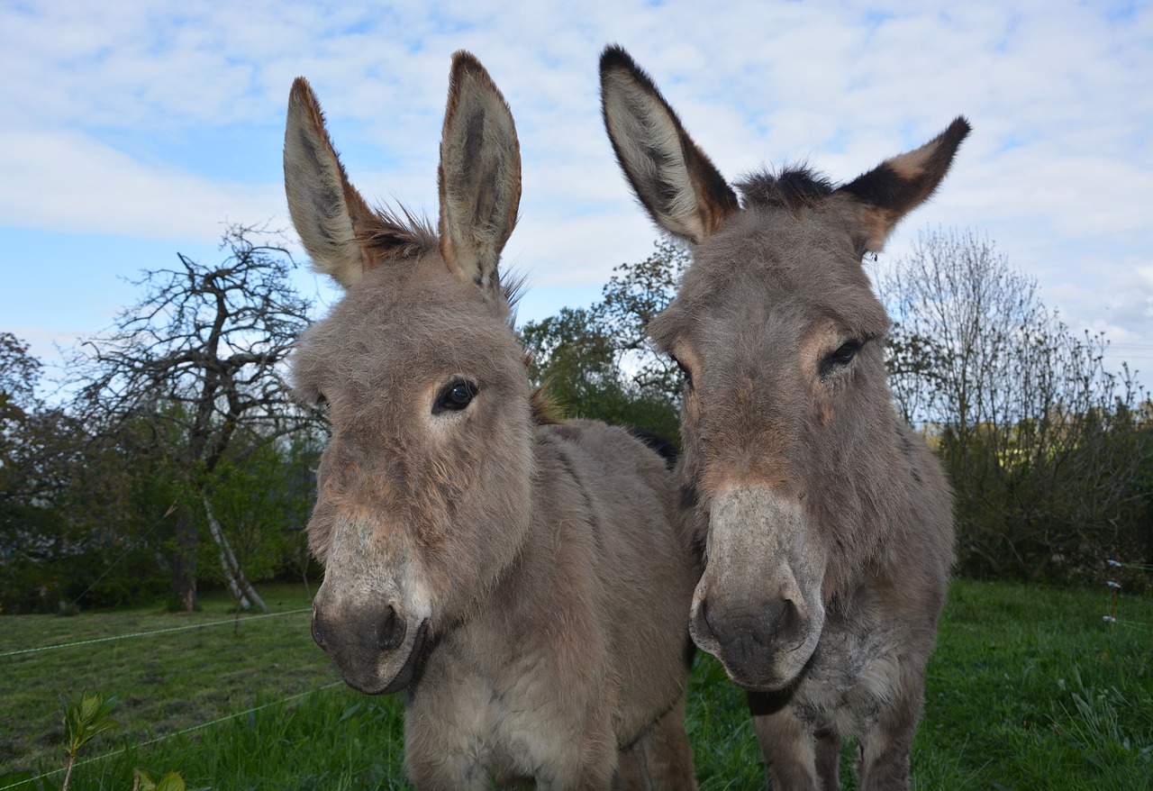 donkeys heads against donkeys long ears free photo