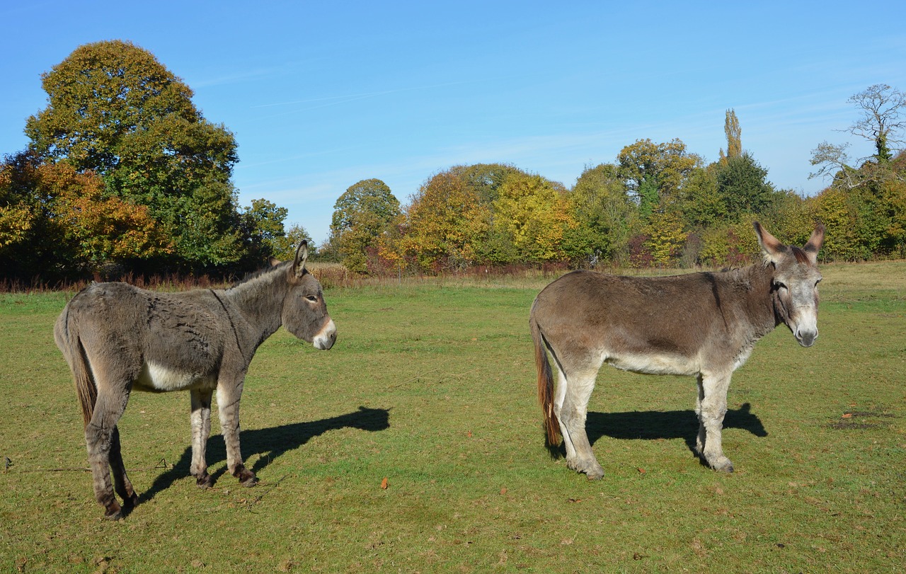 donkeys equines males free photo