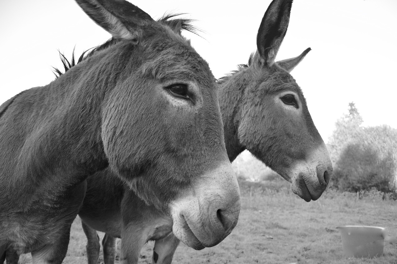 donkeys equines portrait free photo