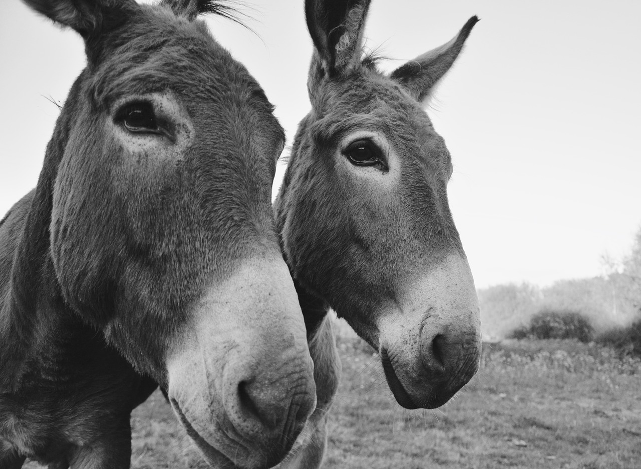 donkeys equines portrait free photo