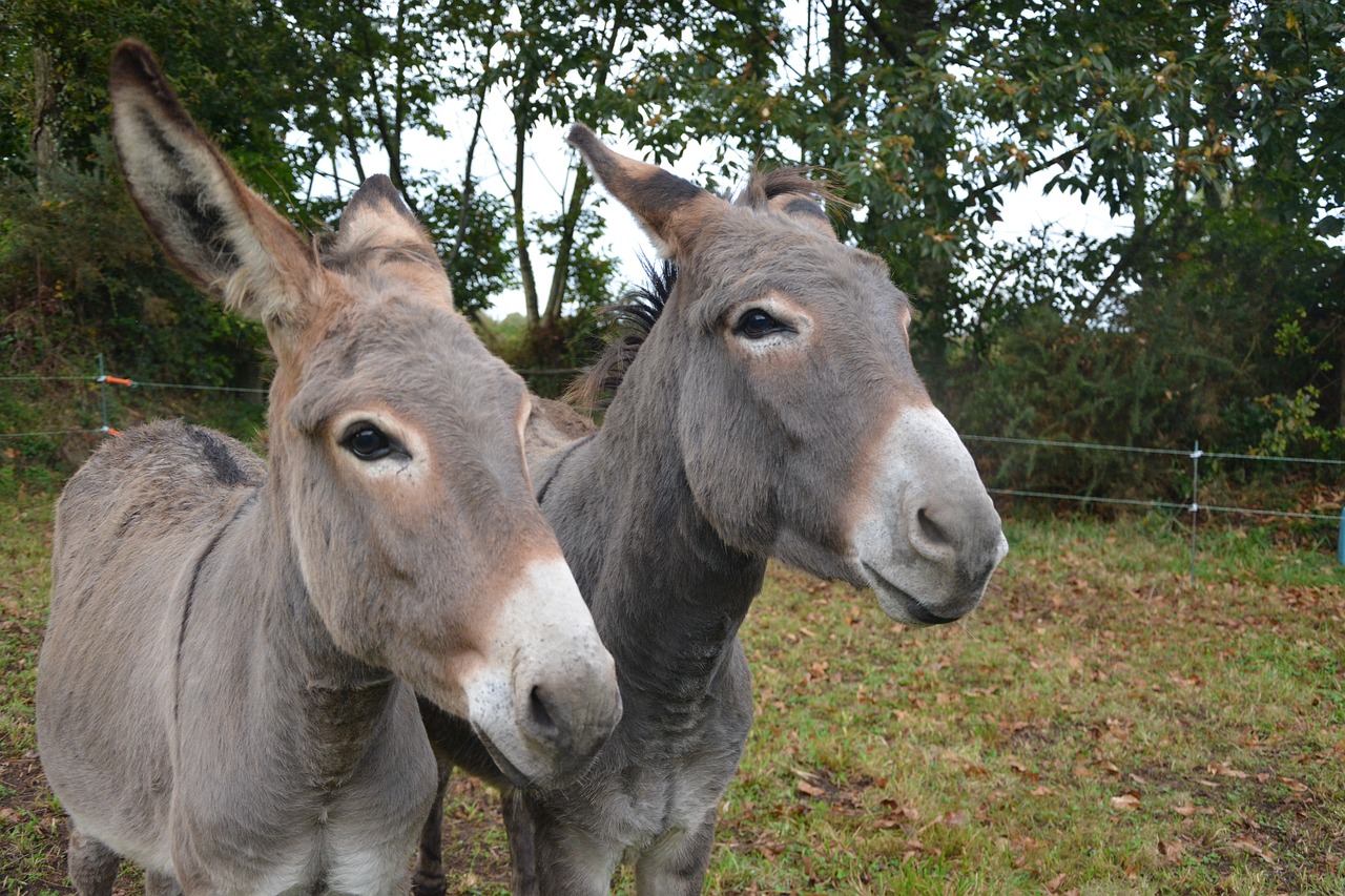 donkeys donkey head profile free photo